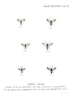 İllüstrasyon kelebek. Eski resim