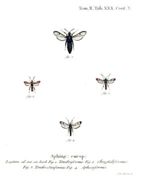 İllüstrasyon kelebek. Eski resim