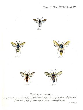 İllüstrasyon kelebek. Eski resim