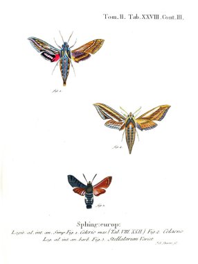 İllüstrasyon kelebek. Eski resim