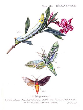 İllüstrasyon kelebek. Eski resim