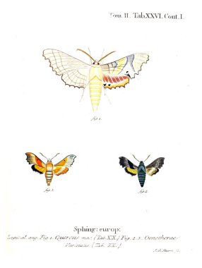 İllüstrasyon kelebek. Eski resim