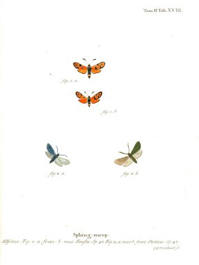 İllüstrasyon kelebek. Eski resim