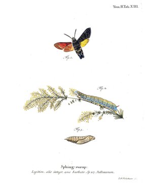 İllüstrasyon kelebek. Eski resim