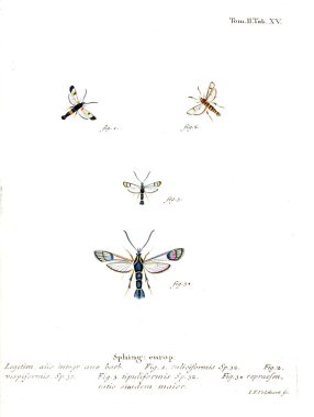 İllüstrasyon kelebek. Eski resim