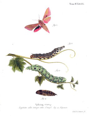 İllüstrasyon kelebek. Eski resim