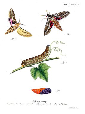 İllüstrasyon kelebek. Eski resim