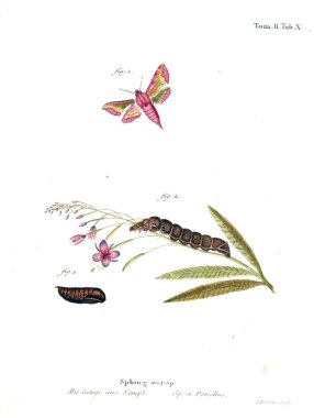 İllüstrasyon kelebek. Eski resim