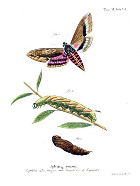 İllüstrasyon kelebek. Eski resim