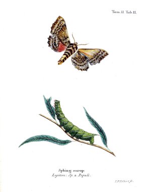 İllüstrasyon kelebek. Eski resim