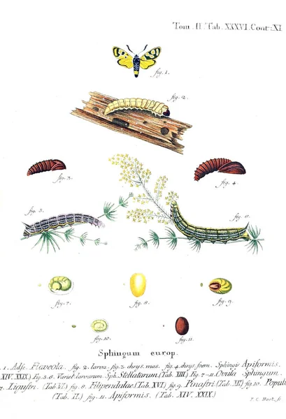 İllüstrasyon kelebek. Eski resim