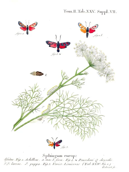 İllüstrasyon kelebek. Eski resim