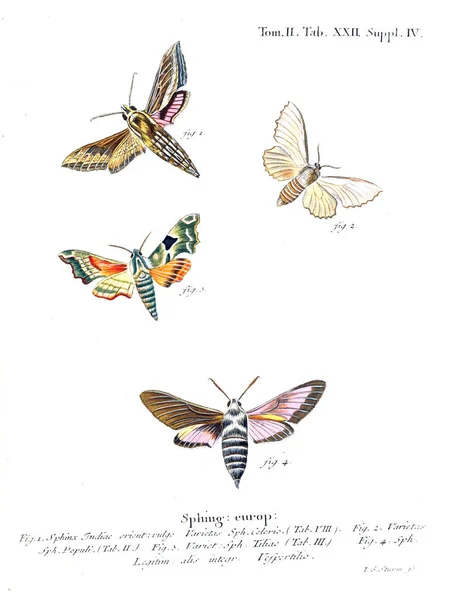 Illustration Papillons Ancienne Image — Photo