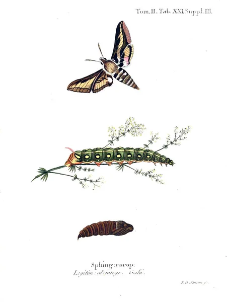 Illustration Von Schmetterlingen Altes Bild — Stockfoto