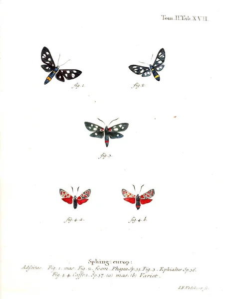 Ilustración Mariposas Imagen Antigua —  Fotos de Stock