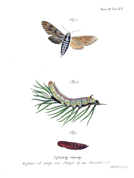 Иллюстрация Бабочек Старое Изображение — стоковое фото