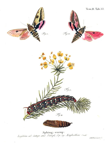 Απεικόνιση Των Πεταλούδων Παλιά Εικόνα — Φωτογραφία Αρχείου