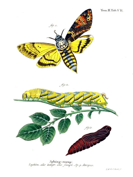 İllüstrasyon kelebek. Eski resim