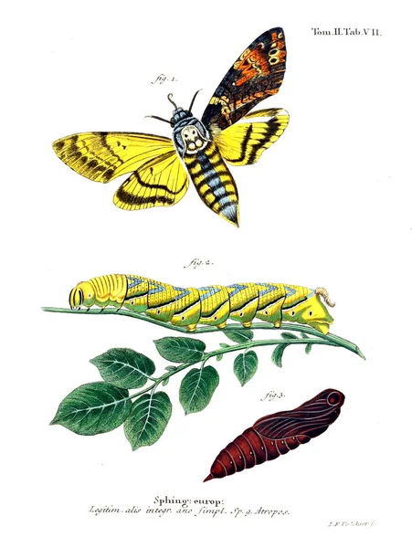 Иллюстрация Бабочек Старое Изображение — стоковое фото