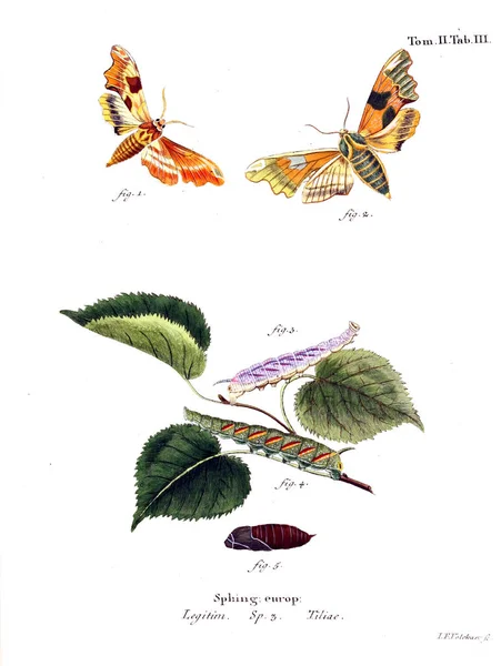 İllüstrasyon kelebek. Eski resim