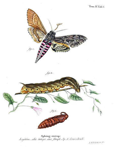 İllüstrasyon kelebek. Eski resim