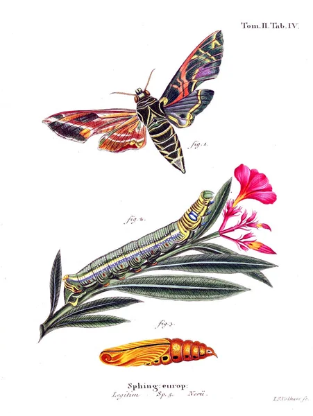 Ilustración Mariposas Imagen Antigua — Foto de Stock