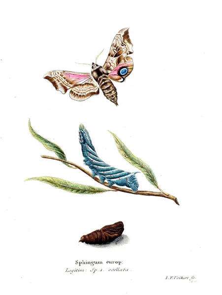 Иллюстрация Бабочек Старое Изображение — стоковое фото