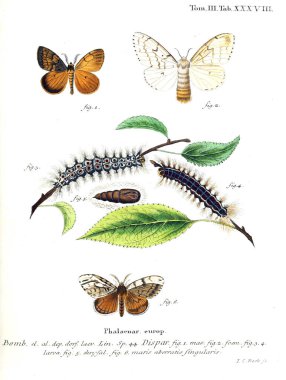 İllüstrasyon kelebek. Eski resim