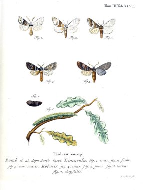 İllüstrasyon kelebek. Eski resim