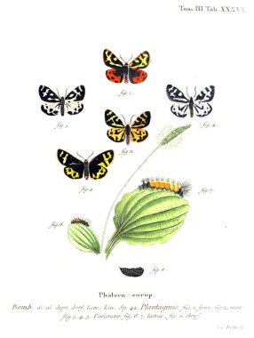 İllüstrasyon kelebek. Eski resim