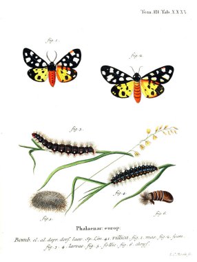 İllüstrasyon kelebek. Eski resim