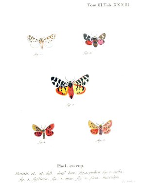 İllüstrasyon kelebek. Eski resim