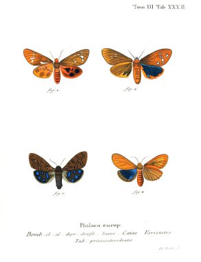 İllüstrasyon kelebek. Eski resim