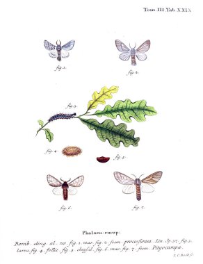 İllüstrasyon kelebek. Eski resim