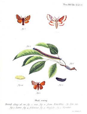 İllüstrasyon kelebek. Eski resim