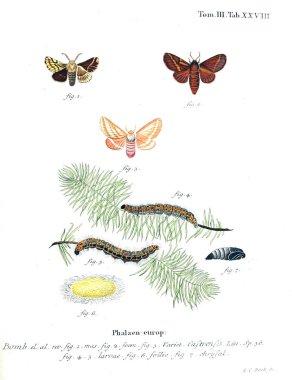 İllüstrasyon kelebek. Eski resim