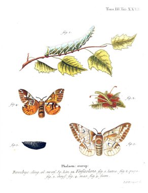 İllüstrasyon kelebek. Eski resim