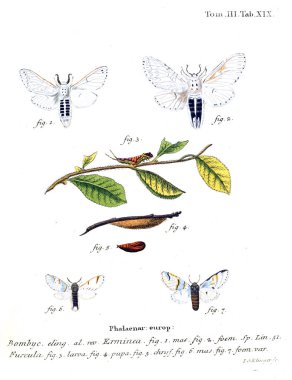 İllüstrasyon kelebek. Eski resim