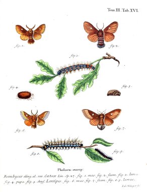 İllüstrasyon kelebek. Eski resim