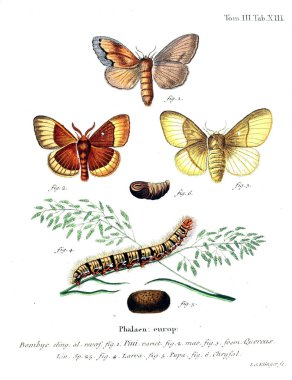 İllüstrasyon kelebek. Eski resim