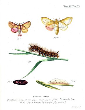 İllüstrasyon kelebek. Eski resim