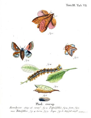 İllüstrasyon kelebek. Eski resim