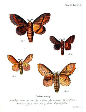 İllüstrasyon kelebek. Eski resim