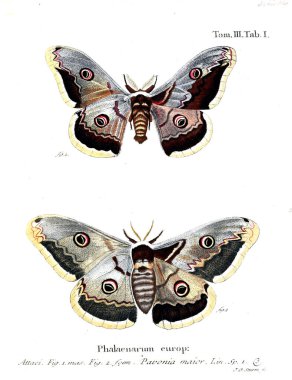 İllüstrasyon kelebek. Eski resim