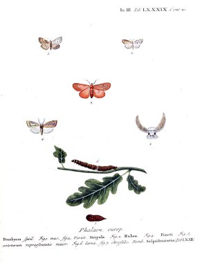 İllüstrasyon kelebek. Eski resim