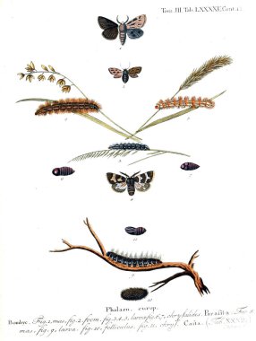 İllüstrasyon kelebek. Eski resim