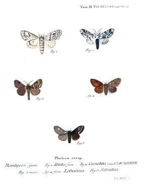 İllüstrasyon kelebek. Eski resim