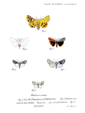 İllüstrasyon kelebek. Eski resim