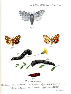 İllüstrasyon kelebek. Eski resim