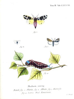 İllüstrasyon kelebek. Eski resim